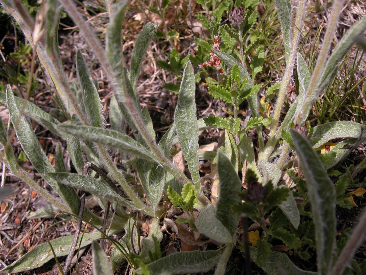 Inula, Mountain leaf